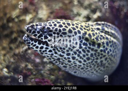 Nahaufnahme eines Muränen-Fisches Stockfoto