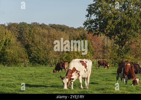 Mehrere Kühe fressen Gras auf einer grünen Weide, borken, münsterland, deutschland Stockfoto