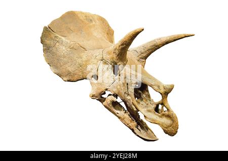 Dinosaurier-Skelett. Triceratops fossile Schädel über weißen Hintergrund isoliert Stockfoto