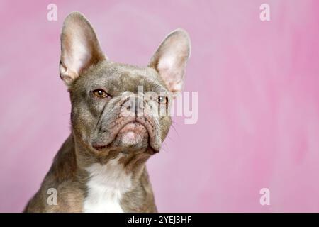 Französischer Bulldoghund mit Flieder-Tigerbrindle und wertendem Look vor rosa Studiohintergrund Stockfoto
