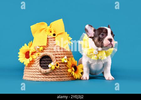 Rattenbräuner französischer Bulldog Hund Welpe gelber Kragen, der neben Bienenstock auf blauem Hintergrund sitzt Stockfoto