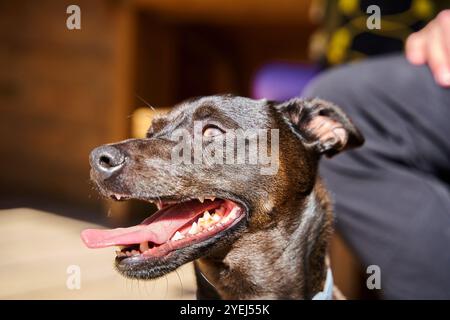 Nahporträt eines Hundes mit offenem Mund, mit Zähnen und Zunge. Stockfoto
