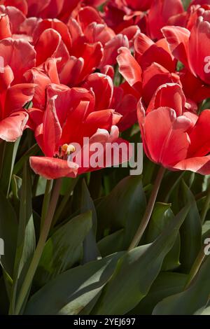 TulpenAprikosenabdruck, rote rosa Blüten im Frühlingssonnenlicht Stockfoto