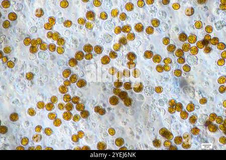 Symbiotische Algen (Zooxanthellen, Cladocopium sp.) Extrahiert aus der Weichkoralle Capnella imbricata (Alcyonacea, Nephtheidae). Stockfoto