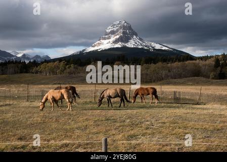 Pferde in den Ausläufern der Canadian Rocky Mountains bei Coleman in der Gemeinde Crowsnest Pass in Alberta in Kanada. Stockfoto