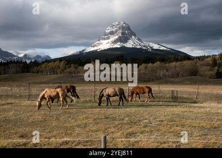 Pferde in den Ausläufern der Canadian Rocky Mountains bei Coleman in der Gemeinde Crowsnest Pass in Alberta in Kanada. Stockfoto