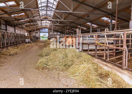 Eine Reihe von Kühen, die Heufutter im Stall essen, Tiere füttern Stockfoto