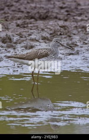 Gemeiner Greenshank (Tringa nebularia), Erwachsener im Sommergefieder am Ufer des Wassers, Hayle Estuary RSPB Reserve, Cornwall, Großbritannien. Stockfoto