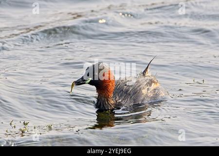 Little Grebe (Tachybaptus ruficollis), erwachsener, der gerade getaucht ist und einen Fisch gefangen hat, Drift Reservoir, Cornwall, Großbritannien. Stockfoto