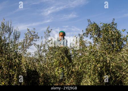 Testour, Gouvernement Beja, Tunesien. 30. Oktober 2024. Beja, Tunesien. 30. Oktober 2024. Die Bauern ernten Oliven in einem Olivenhain im Dorf Testour im Norden Tunesiens. In Tunesien ist die Produktion von Oliven aufgrund der schweren Dürre in den letzten fünf Jahren im nordafrikanischen Land rückläufig (Credit Image: © Hasan mrad/IMAGESLIVE via ZUMA Press Wire). Nicht für kommerzielle ZWECKE! Stockfoto