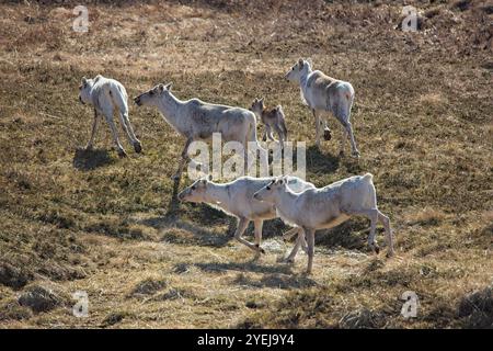 Rentiere (rangifer tarandus) auf Bergwiesen im Sommer, Varanger Halbinsel, Norwegen. Stockfoto