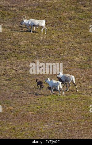 Rentiere (rangifer tarandus) auf Bergwiesen im Sommer, Varanger Halbinsel, Norwegen. Stockfoto