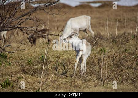 Rentiere (rangifer tarandus) auf Bergwiesen im Sommer, Varanger Halbinsel, Norwegen. Stockfoto