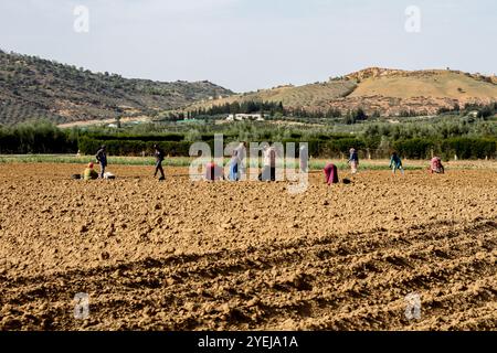 Testour, Gouvernement Beja, Tunesien. 30. Oktober 2024. Beja, Tunesien. 30. Oktober 2024. Die Bauern ernten Oliven in einem Olivenhain im Dorf Testour im Norden Tunesiens. In Tunesien ist die Produktion von Oliven aufgrund der schweren Dürre in den letzten fünf Jahren im nordafrikanischen Land rückläufig (Credit Image: © Hasan mrad/IMAGESLIVE via ZUMA Press Wire). Nicht für kommerzielle ZWECKE! Stockfoto