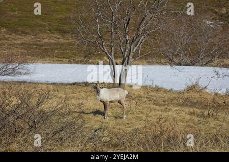 Rentiere (rangifer tarandus) auf Bergwiesen im Sommer, Varanger Halbinsel, Norwegen. Stockfoto