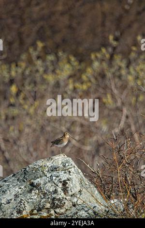 Gemeine Schnipe (Gallinago gallinago) steht bei sonnigem Sommerwetter auf einem Felsen, Varanger Halbinsel, Norwegen. Stockfoto