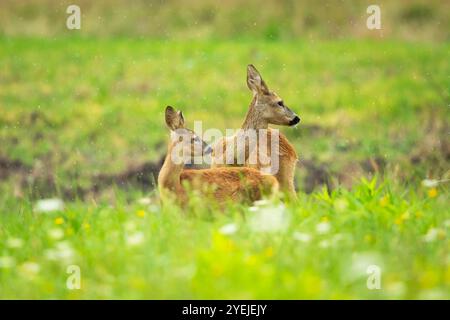 Ein Reh mit einem jungen Rehkitz auf einer grünen Sommerwiese Stockfoto