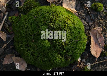 Grünes Moos mit einer dichten Textur, die eine gemütliche Atmosphäre schafft. Stockfoto