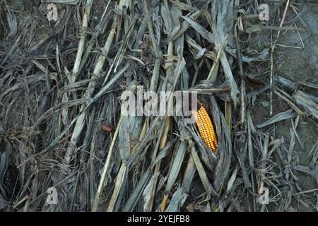 Ein einzelner gelber Maiskolben liegt auf dem Boden mit trockenen Blättern und Stängeln Stockfoto