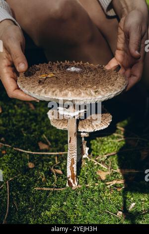Junge Frau, die im Wald Pilze aus Macrolepiota procera sucht. Hochwertige Fotos Stockfoto