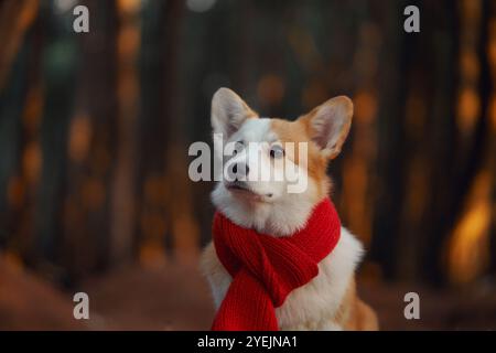 Ein Corgi-Hund trägt einen roten Schal, wenn er draußen in einem Wald ist. Der Hund sitzt auf dem Waldboden und genießt die friedliche Atmosphäre umgeben von Stockfoto