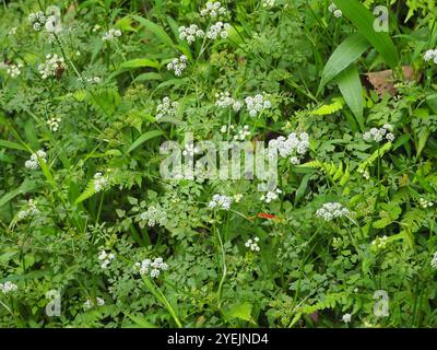 Java-Wassertropfkraut (Oenanthe javanica) Stockfoto