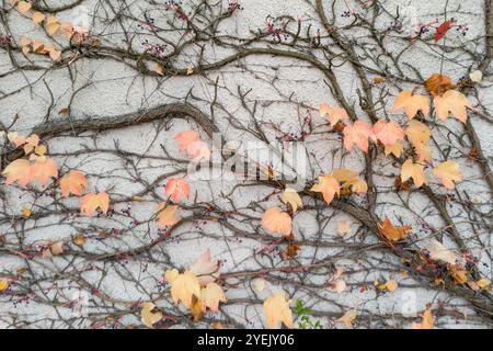 Kletterpflanzen mit Herbstlaub an der Wand Stockfoto