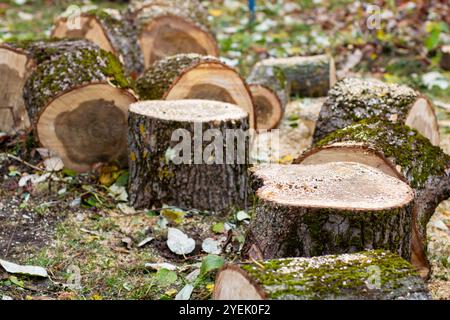 Auf einem Hügel aus Sägemehl liegt ein beträchtlicher Holzhaufen, der eine natürliche Gegenüberstellung von Holzmaterialien und Abfallprodukten erzeugt Stockfoto