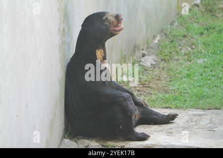 Tagsüber sitzt ein Sonnenbär in einem Zoo an einer Mauer Stockfoto