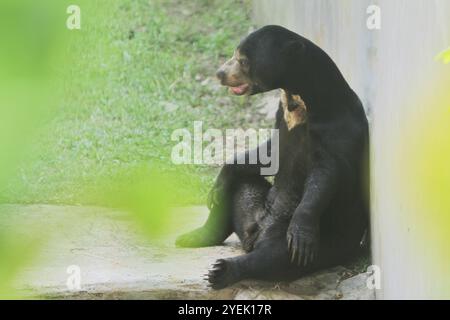 Tagsüber sitzt ein Sonnenbär in einem Zoo an einer Mauer Stockfoto