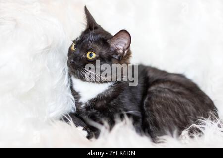 Eine schwarz-weiße Katze, die sich durch ihre auffälligen gelben Augen auszeichnet, liegt bequem auf einer weichen, flauschigen weißen Decke im Zimmer Stockfoto