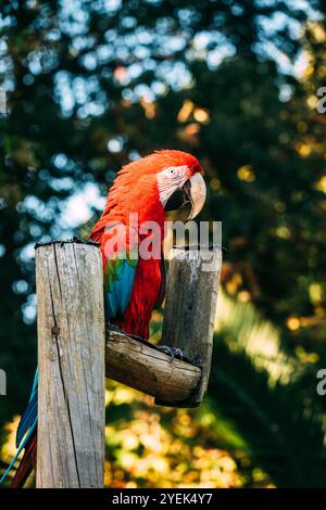 Ein scharlachroter Ara mit leuchtend roten und blauen Federn steht auf einem Holzpfosten inmitten einer grünen tropischen Kulisse, die sich im warmen Sonnenlicht sonnt Stockfoto