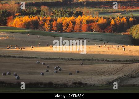 Sanfte Hügel und goldene Felder im herbstlichen Licht, mit Heuballen verstreut über das landschaftlich reizvolle Ackerland in Fife, Schottland. Stockfoto