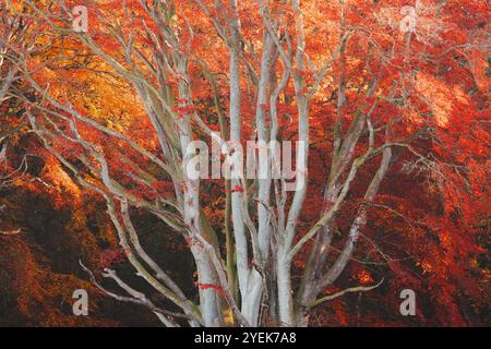 Das leuchtend rote Herbstlaub einer alten europäischen Buche (Fagus sylvatica) sorgt für ein atemberaubendes, strukturiertes Schauspiel im ruhigen Wald von Perthshire, Scotla Stockfoto