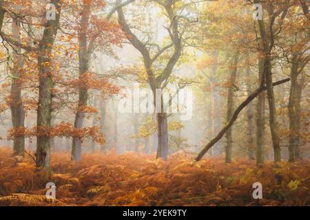 Europäische Eichen (Quercus robur) stehen hoch im nebeligen, goldenen Morgenlicht von Kinclaven Woods, Perthshire, Schottland, umgeben von Bracken und en Stockfoto