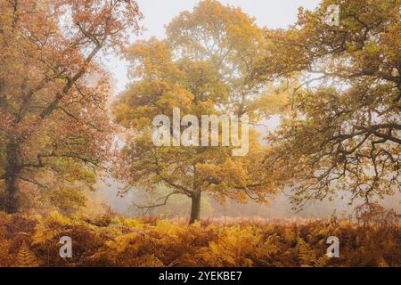 Nebliger Herbstwald mit europäischen Eichen (Quercus robur), umgeben von goldenen Bracken in Kinclaven, Perthshire, Schottland. Stockfoto