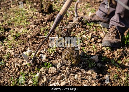 Neuville-sur-seine (Nordostfrankreich): Mechanisches Unkrautjäten in Weinbergen der Champagne. Arbeit an den Reben im Frühjahr Stockfoto