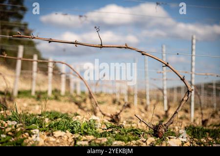 Neuville-sur-seine (Nordostfrankreich): Rebpflanzen in einem Weinberg der Champagne im Frühjahr, Arbeiten an den Reben im Frühjahr Stockfoto