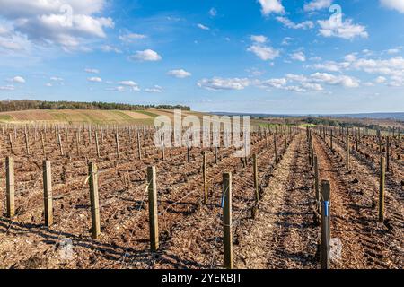 Landschaft mit einem Weinberg der Champagne mit Blick auf das Dorf Neuville-sur-seine (Nordostfrankreich): Rebstöcke für die Herstellung von Champagnerweinen. Stockfoto