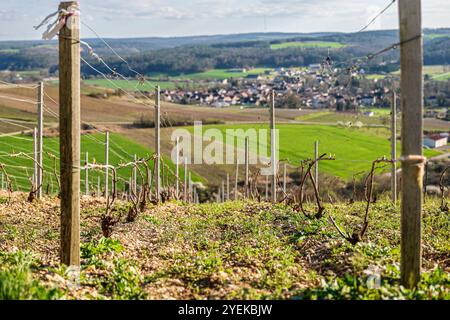 Landschaft mit einem Weinberg der Champagne mit Blick auf das Dorf Neuville-sur-seine (Nordostfrankreich): Rebstöcke für die Herstellung von Champagnerweinen. Stockfoto