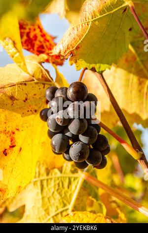 Trauben auf einer Weinrebe im Herbst Stockfoto