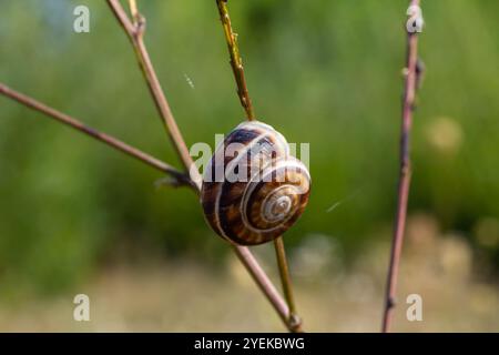 Heideschnecke Helicella itala gebänderte Form, eine Art mittelgroßer, luftatmender Landschnecke, eine terrestrische Lungenschnecke in der Familie Stockfoto