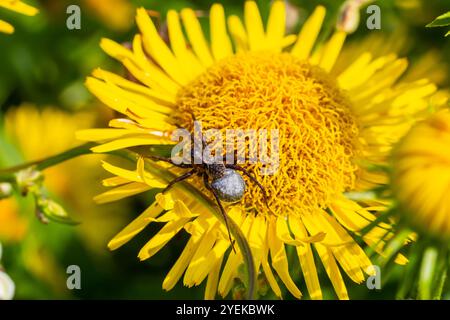 Makroaufnahme einer Wolfsspinne Pardosa Lugubris auf einem grünen Blatt im Wald. Stockfoto