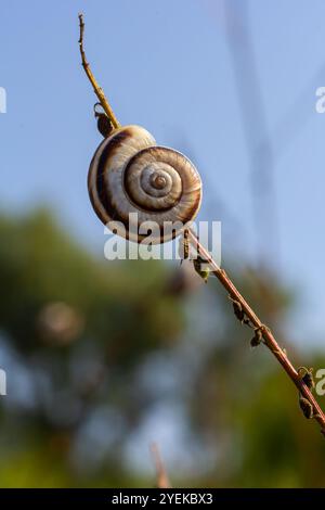 Heideschnecke Helicella itala gebänderte Form, eine Art mittelgroßer, luftatmender Landschnecke, eine terrestrische Lungenschnecke in der Familie Stockfoto