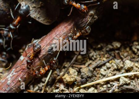 Fourmi rousse des bois Formica rufa in seinem natürlichen Element. Stockfoto