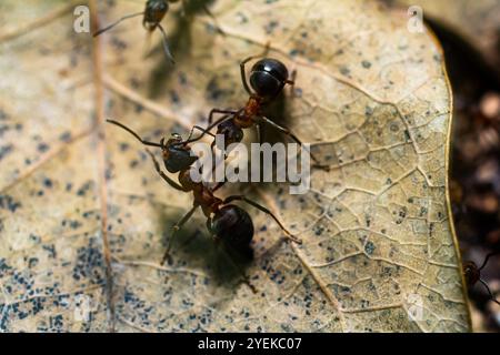 Fourmi rousse des bois Formica rufa in seinem natürlichen Element. Stockfoto