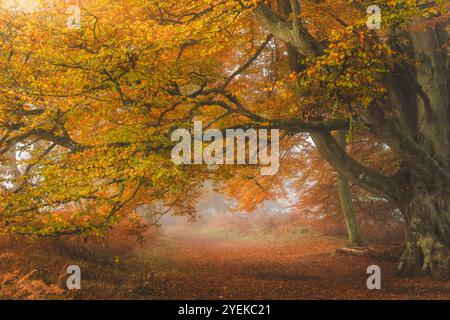 Nebliges Morgenlicht zieht durch die verwinkelten Äste der alten europäischen Buchen (Fagus sylvatica) auf einem ruhigen Fußweg in Kinclaven woo Stockfoto