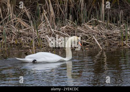 Ein weißer, stummer Schwan schwimmt auf einem ruhigen Gewässer. Das Wasser ist blau. Der Schwan hat seine Flügel leicht angehoben. Stockfoto