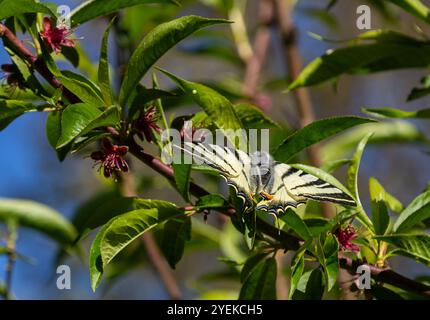 Knapper Schwalbenschwanz, Schmetterling der Papilionidae-Familie. Stockfoto