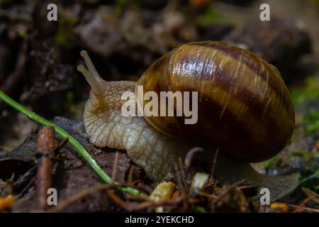 Helix pomatia, die gebräuchlichen Namen römische Schnecke, Burgunderschnecke, essbare Schnecke oder Ecargot - perfekte Makrodetails. Stockfoto